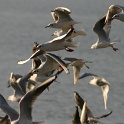 Mouettes - cygnes Vevey - 058